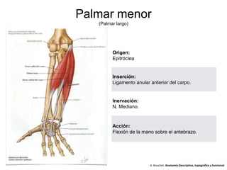 Palmar menor
(Palmar largo)
Origen:
Epitróclea
Inserción:
Ligamento anular anterior del carpo.
Inervación:
N. Mediano.
Acción:
Flexión de la mano sobre el antebrazo.
A. Bouchet. Anatomía Descriptiva, topográfica y funcional
 