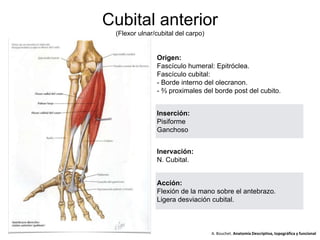 Cubital anterior
(Flexor ulnar/cubital del carpo)
Origen:
Fascículo humeral: Epitróclea.
Fascículo cubital:
- Borde interno del olecranon.
- ⅔ proximales del borde post del cubito.
Inserción:
Pisiforme
Ganchoso
Inervación:
N. Cubital.
Acción:
Flexión de la mano sobre el antebrazo.
Ligera desviación cubital.
A. Bouchet. Anatomía Descriptiva, topográfica y funcional
 