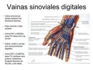Vainas sinoviales digitales
• Vaina sinovial por
donde deslizan los
tendones flexores.
• Hoja visceral y hoja
parietal.
• Vaina EXT o RADIAL
base F2 hasta 4cm Lig
anular.
• Indice, medio y anular,
son exclusivamente
digitales.
• Vaina INT o CUBITAL
base F3 meñique cara
anterior antebrazo.
Engloba flexores de
4to 3er y 2do dedo.
 