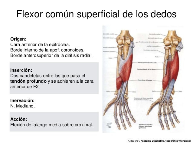 Anatomía Mano 2