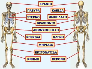 ΚΛΕΙΔΑΠΛΕΥΡΑ
ΣΤΕΡΝΟ
ΚΕΡΚΙΔΑ
ΑΝΩΝΥΜΟ ΟΣΤΟ
ΕΠΙΓΟΝΑΤΙΔΑ
ΚΝΗΜΗ ΠΕΡΟΝΗ
ΩΜΟΠΛΑΤΗ
ΜΗΡΙΑΙΟ
ΩΛΕΝΗ
ΒΡΑΧΙΟΝΙΟ
ΚΡΑΝΙΟ
 