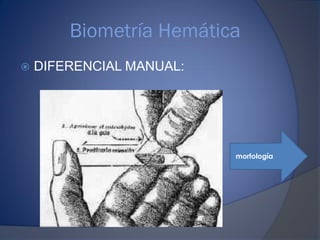 Biometría Hemática
 DIFERENCIAL MANUAL:
morfología
 