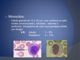  Monocitos:
 Célula grande de 15 a 18 μm, que contiene un solo
núcleo (mononuclear), lobulado, redondo o
reniforme. Citoplasma de color azul-grisáseo teñido
con Wright.
V.R. Adulto: 1 – 8%
Pediátrico: 4 – 11%
 