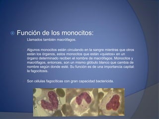  Función de los monocitos:
○ Llamados también macrófagos.
○ Algunos monocitos están circulando en la sangre mientras que otros
están los órganos, estos monocitos que están «quietos» en un
órgano determinado reciben el nombre de macrófagos. Monocitos y
macrófagos, entonces, son un mismo glóbulo blanco que cambia de
nombre según donde esté. Su función es de una importancia capital:
la fagocitosis.
○ Son células fagocíticas con gran capacidad bactericida.
 