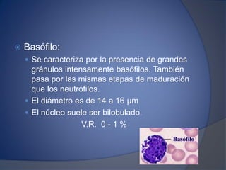  Basófilo:
 Se caracteriza por la presencia de grandes
gránulos intensamente basófilos. También
pasa por las mismas etapas de maduración
que los neutrófilos.
 El diámetro es de 14 a 16 μm
 El núcleo suele ser bilobulado.
V.R. 0 - 1 %
 