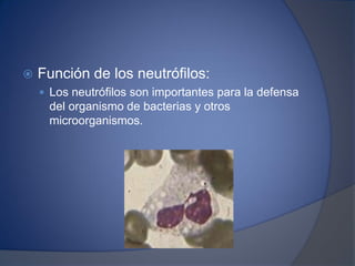  Función de los neutrófilos:
 Los neutrófilos son importantes para la defensa
del organismo de bacterias y otros
microorganismos.
 