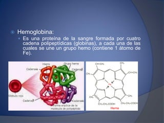  Hemoglobina:
 Es una proteína de la sangre formada por cuatro
cadena polipeptídicas (globinas), a cada una de las
cuales se une un grupo hemo (contiene 1 átomo de
Fe).
 