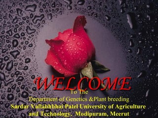 WELCOMEWELCOMETo The
Department of Genetics &Plant breeding
Sardar Vallabhbhai Patel University of Agriculture
and Technology, Modipuram, Meerut
 