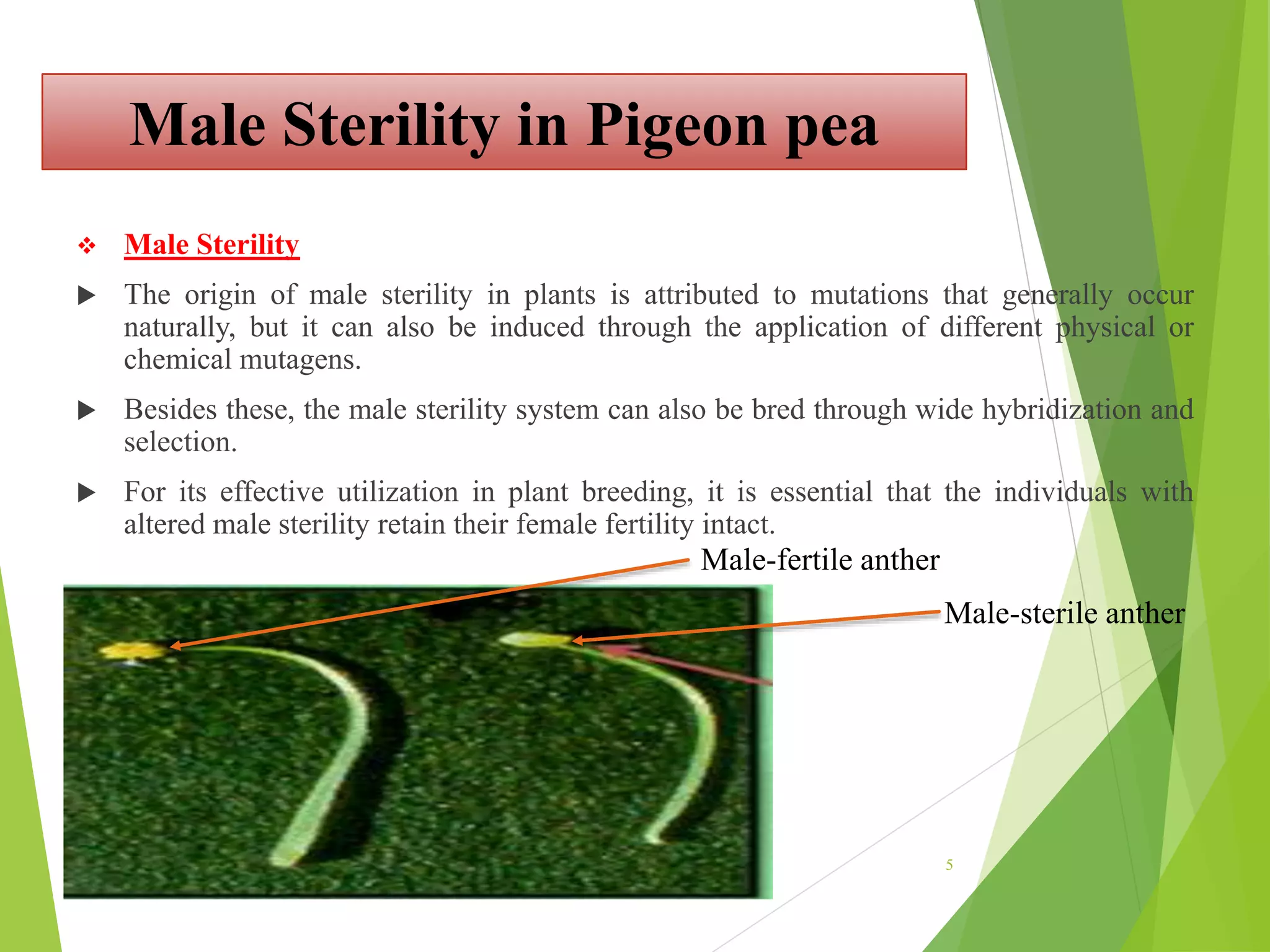 Male Sterility in Pigeon pea PPT