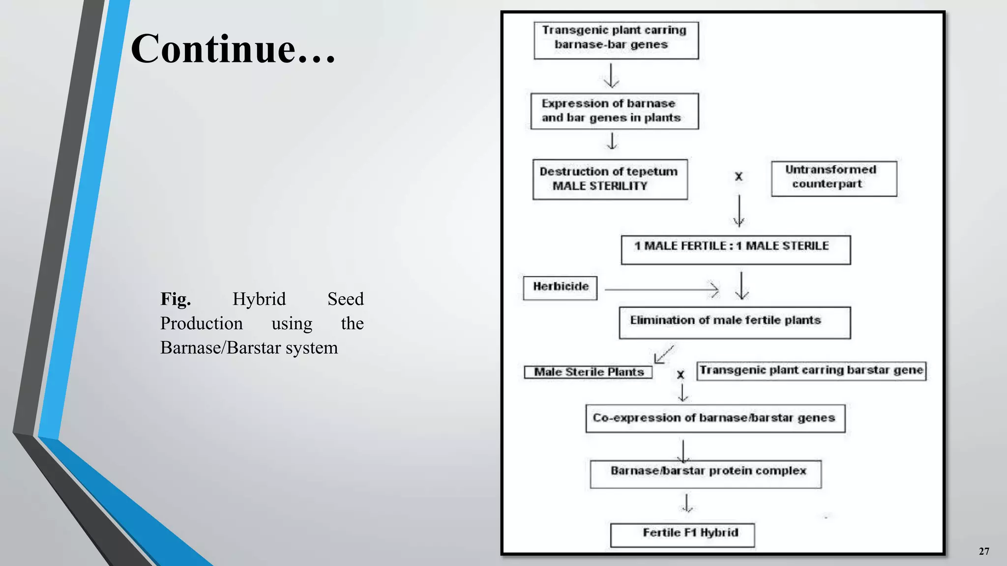 Floral Biology, Selfing & Crossing techniques and Seed Production on ...