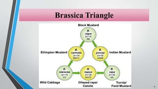 Brassica Triangle
8
 