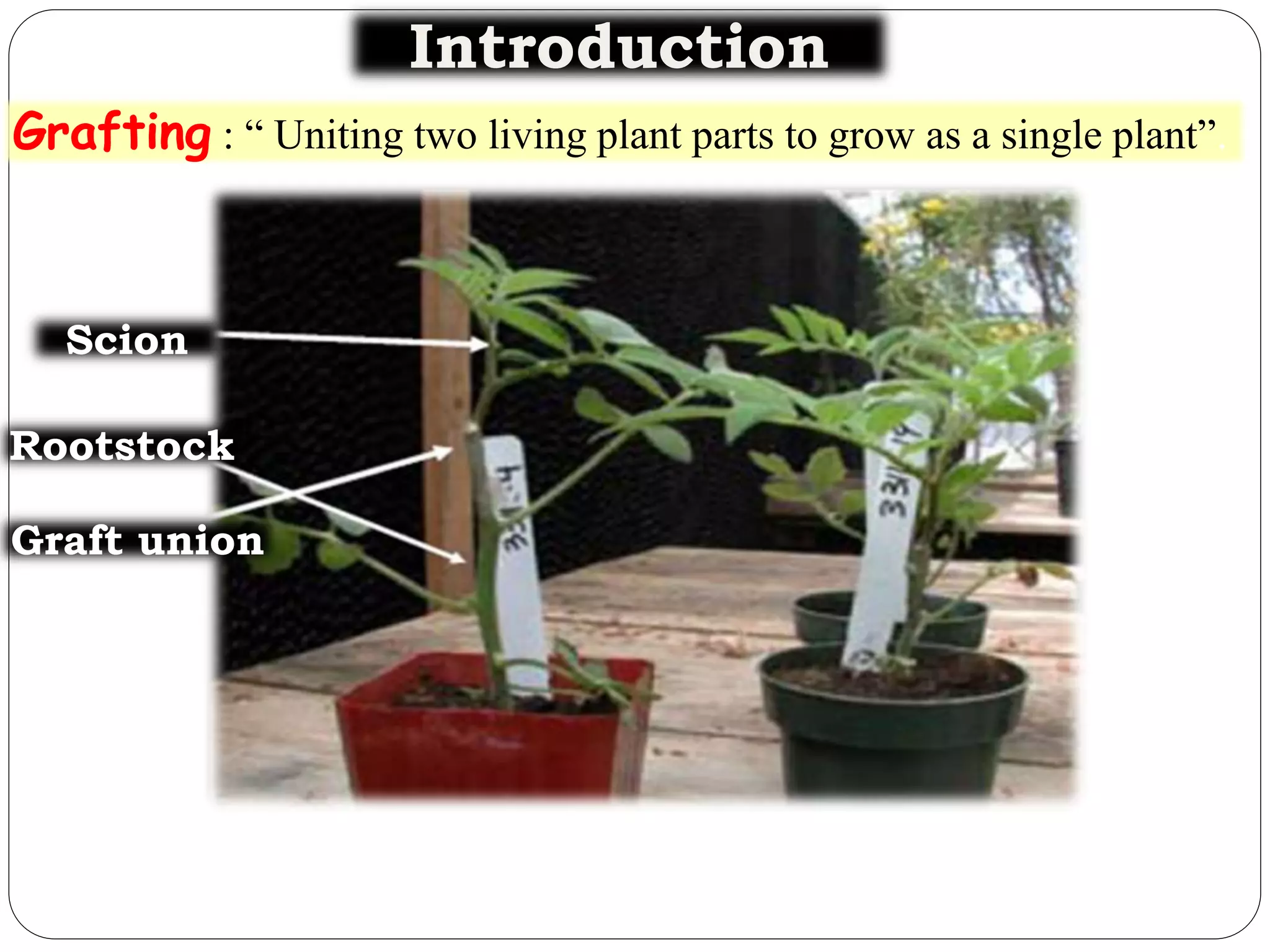 Grafting : “ Uniting two living plant parts to grow as a single plant”.
Introduction
Graft union
Rootstock
Scion
 