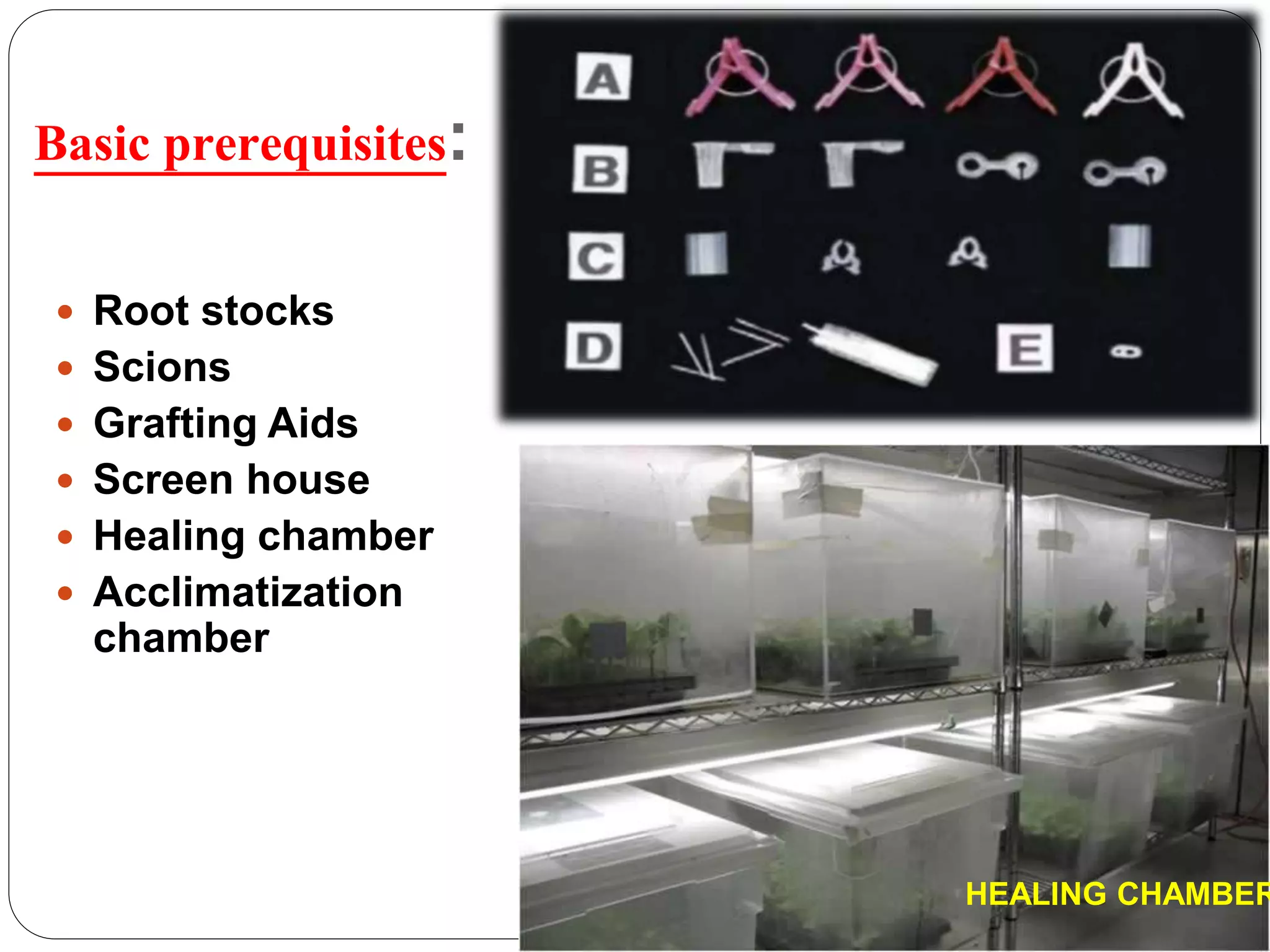 Basic prerequisites:
 Root stocks
 Scions
 Grafting Aids
 Screen house
 Healing chamber
 Acclimatization
chamber
HEALING CHAMBER
 