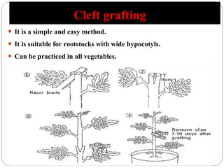 Cleft grafting
 It is a simple and easy method.
 It is suitable for rootstocks with wide hypocotyls.
 Can be practiced in all vegetables.
 
