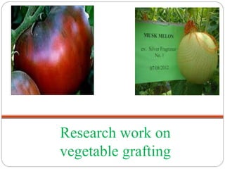 Research work on
vegetable grafting
 