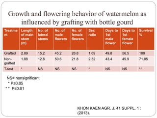 Growth and flowering behavior of watermelon as
influenced by grafting with bottle gourd
Treatme
nt
Length
of main
stem
(m)
No. of
lateral
stems
No. of
male
flowers
No. of
female
flowers
Sex
ratio
Days to
1st
male
flower
Days to
1st
female
flower
Survival
%
Grafted 2.89 15.2 45.2 26.8 1.69 49.8 56.5 100
Non-
grafted
1.88 12.8 50.6 21.8 2.32 43.4 49.9 71.05
T-test * NS NS NS * NS NS **
NS= nonsignificant
* P≤0.05
* * P≤0.01
KHON KAEN AGR. J. 41 SUPPL. 1 :
(2013).
 