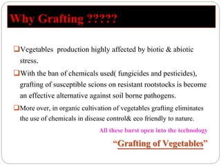 Why Grafting ?????
Vegetables production highly affected by biotic & abiotic
stress.
With the ban of chemicals used( fungicides and pesticides),
grafting of susceptible scions on resistant rootstocks is become
an effective alternative against soil borne pathogens.
More over, in organic cultivation of vegetables grafting eliminates
the use of chemicals in disease control& eco friendly to nature.
All these burst open into the technology
“Grafting of Vegetables”
 