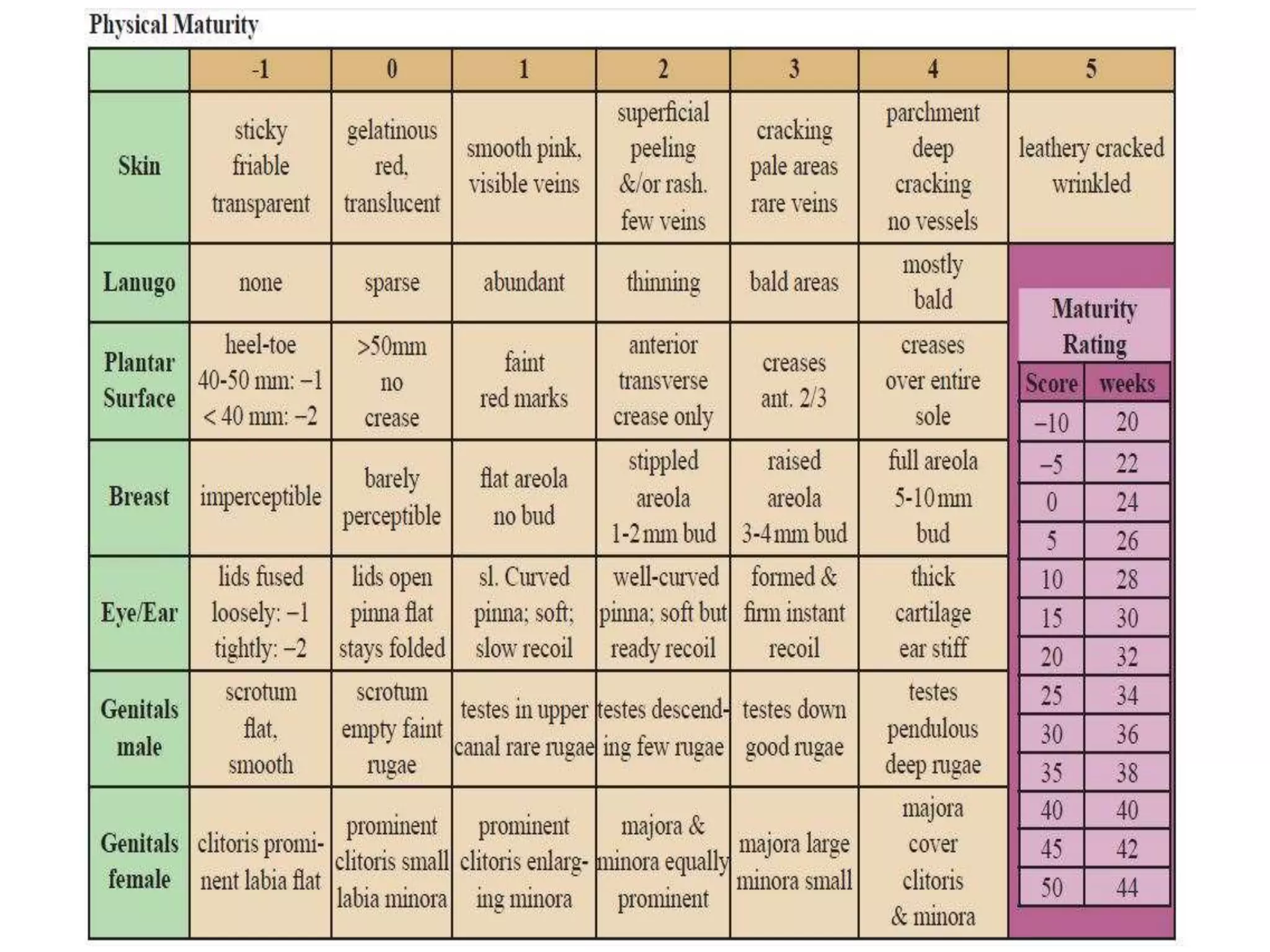 Assessment of Gestational age | PPTX