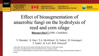 Effect of bioaugmentation of
anaerobic fungi on the hydrolysis of
reed and corn silage
Bhargavi Ravi1,2 (MSc. Candidate)
V. Nkemka1, X. Hao1, T.A. McAllister1, D. Vedres1, R. Gruninger1,
J. Yanke1, H. Lee2, B.H. Gilroyed3
1 Agriculture and Agri-Food Canada Lethbridge Research Station, Lethbridge, Canada
2 University of Guelph, School of Environmental Sciences, Guelph, Canada
3 University of Guelph Ridgetown Campus, Centre for Agricultural Renewable Energy and Sustainability, Ridgetown,
Canada
 