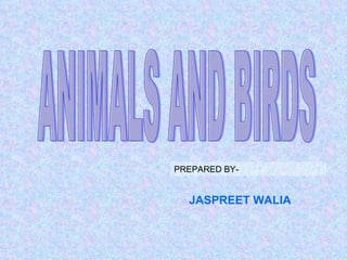 ANIMALS AND BIRDS PREPARED BY- JASPREET WALIA 