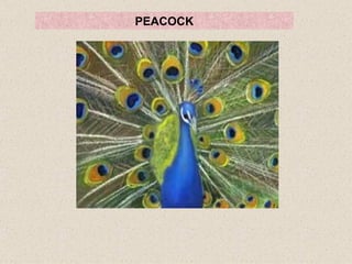 PEACOCK 