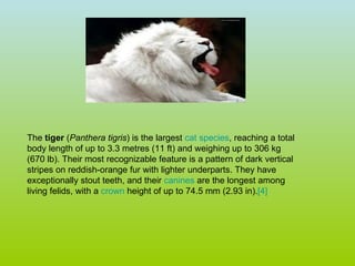 The  tiger  ( Panthera tigris ) is the largest  cat species , reaching a total body length of up to 3.3 metres (11 ft) and weighing up to 306 kg (670 lb). Their most recognizable feature is a pattern of dark vertical stripes on reddish-orange fur with lighter underparts. They have exceptionally stout teeth, and their  canines  are the longest among living felids, with a  crown  height of up to 74.5 mm (2.93 in). [4]   