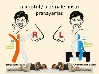 Uninostril / alternate nostril
pranayamas
Suryanadi asana Chandranadi asana
 