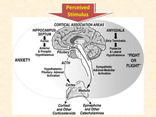 Perceived
Stimulus
Perceived
Stimulus
 