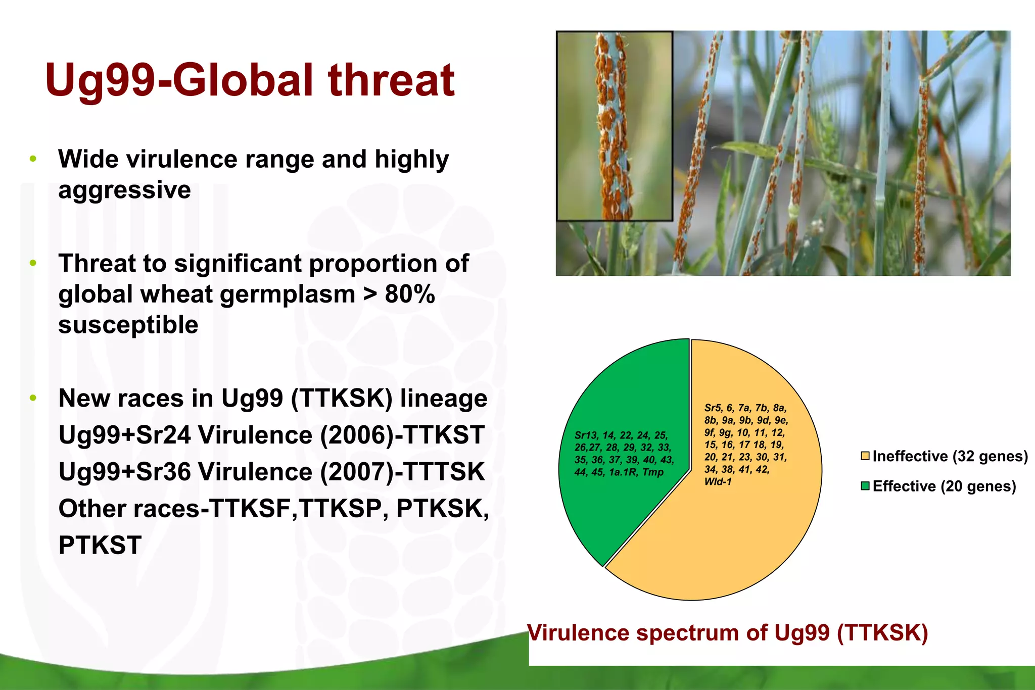 Ug99-Global threatWide virulence range and highly aggressive