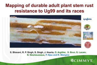 Mapping of durable adult plant stem rust resistance to Ug99 and its races S. Bhavani, R. P. Singh, S. Singh, J. Huerta, O. Argillier,  S. Brun, S. Lacam, N. Desmouceaux, P. Njau and R. Wanyera 