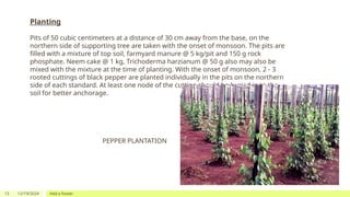 Production technology ofBlack Pepper.pptx