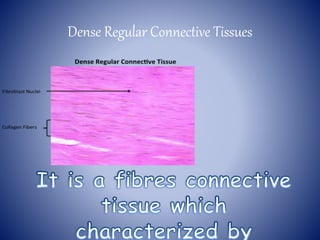 Dense Regular Connective Tissues
 