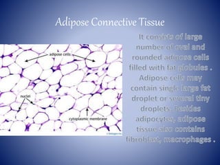 Adipose Connective Tissue
 