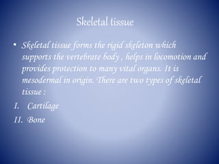 Skeletal tissue
• Skeletal tissue forms the rigid skeleton which
supports the vertebrate body , helps in locomotion and
provides protection to many vital organs. It is
mesodermal in origin. There are two types of skeletal
tissue :
I. Cartilage
II. Bone
 