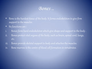 Bones ..
• Bone is the hardest tissue of the body. It forms endoskeleton to give firm
support to the muscles.
• Its functions are :
i. Bones form hard endoskeleton which give shape and support to the body .
ii. Bones protect vital organs of the body, such as brain, spinal cord, lungs,
etc.
iii. Bones provide skeletal support to body and attaches the muscles.
iv. Bone marrow is the centre of blood cell formation in vertabrates.
 