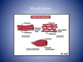 Muscle tissue ..
 