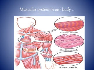 Muscular system in our body …
 