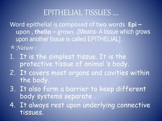 EPITHELIAL TISSUES ….
Word epithelial is composed of two words Epi –
upon , thelio – grows .[Means- A tissue which grows
upon another tissue is called EPITHELIAL] .
Nature :
1. It is the simplest tissue. It is the
protective tissue of animal ’s body.
2. It covers most organs and cavities within
the body.
3. It also form a barrier to keep different
body systems separate .
4. It always rest upon underlying connective
tissues.
 