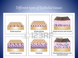 Different types of Epithelial tissues
 