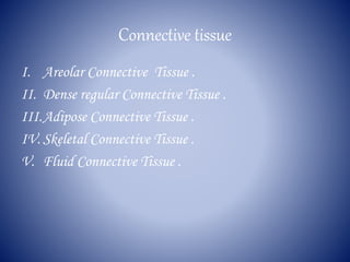 Connective tissue
I. Areolar Connective Tissue .
II. Dense regular Connective Tissue .
III.Adipose Connective Tissue .
IV. Skeletal Connective Tissue .
V. Fluid Connective Tissue .
 