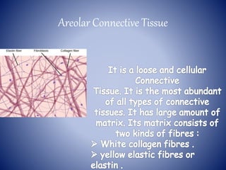 Areolar Connective Tissue
 