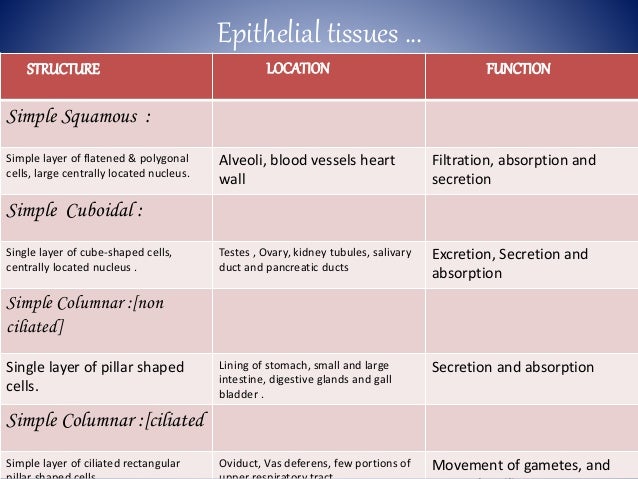 Types Of Epithelial Tissue Chart