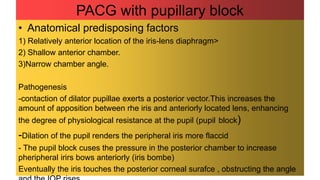 PACG with pupillary block
• Anatomical predisposing factors
1) Relatively anterior location of the iris-lens diaphragm>
2) Shallow anterior chamber.
3)Narrow chamber angle.
Pathogenesis
-contaction of dilator pupillae exerts a posterior vector.This increases the
amount of apposition between rhe iris and anteriorly located lens, enhancing
the degree of physiological resistance at the pupil (pupil block)
-Dilation of the pupil renders the peripheral iris more flaccid
- The pupil block cuses the pressure in the posterior chamber to increase
pheripheral irirs bows anteriorly (iris bombe)
Eventually the iris touches the posterior corneal surafce , obstructing the angle
 