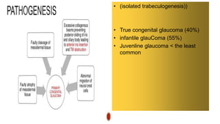 • (isolated trabeculogenesis))
• True congenital glaucoma (40%)
• infantile glauComa (55%)
• Juvenline glaucoma < the least
common
 