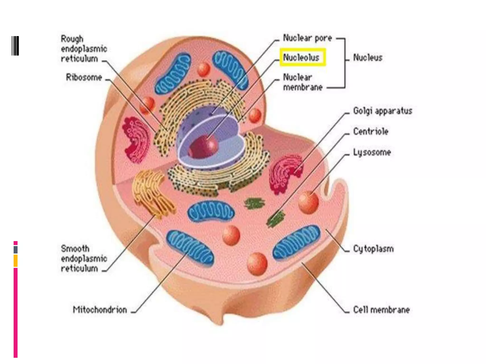 Multifunctional nucleolus in Plant cell growth and development. | PPTX