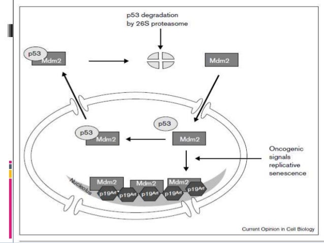 Multifunctional nucleolus in Plant cell growth and ...