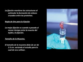 La fijación mantiene las estructuras al 
estimular la formación de enlaces 
cruzados entre las proteínas. 
Regla de Oro para la Fijación 
La mejor fijación es cuando a pasado el 
menor tiempo entre la muerte del 
tejido y la fijación. 
Tamaño de la Muestra. 
El tamaño de la muestra debe de ser de 
2-3 cm. variando el estudio para lo 
cual de va a utilizar. 
 