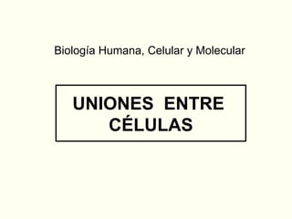 UNIONES  ENTRE  CÉLULAS Biología Humana, Celular y Molecular 