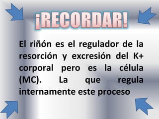 El riñón es el regulador de la
resorción y excresión del K+
corporal pero es la célula
(MC).     La     que    regula
internamente este proceso
 