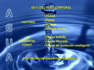 60 % DEL PESO CORPORAL

               Edad
               Sexo
 FACTORES
               Clima
               Célula Grasa

    ¿SE        Agua bebida
ENCUENTRA      Agua liberada
  COMO?        Agua de oxidación endógena


  Distribuida en dos compartimientos
 